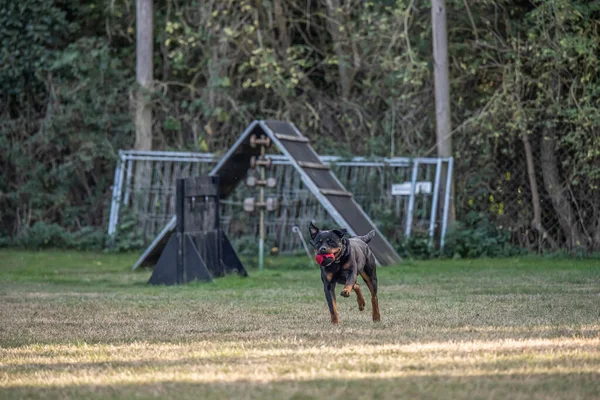 保護スポーツと警察のための若い黒いロットイラー犬のトレーニング — ストック写真