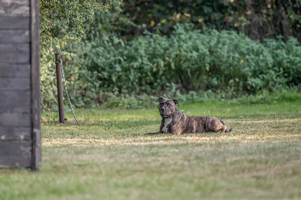 ピットブル犬は草の上に横たわっている コンパニオン犬 ガード犬 ウォーキング アメリカ いじめ — ストック写真