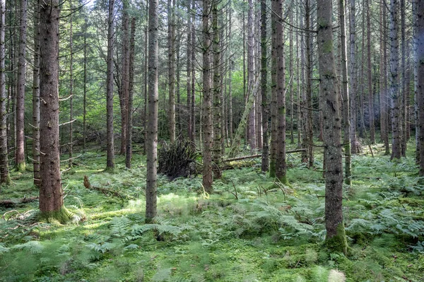 Smuk Natur Skov Fyrretræ Nær Søen Ragnerudssjoen Dalsland Sverige - Stock-foto