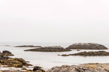 Kejimkujik Ulusal Parkı 'nın sahil şeridinde, Nova Scotia, Kanada' da sisli bir sabah keşfediyorum..