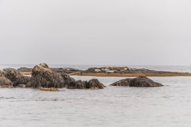 Kejimkujik Ulusal Parkı 'nın sahil şeridi, Nova Scotia, Kanada' da sabah sisinde sahilde fok avlıyor..