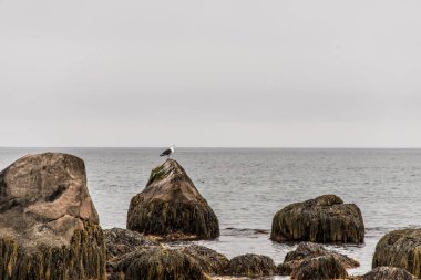 Kejimkujik Ulusal Parkı 'nın sahil şeridinde sabah sisinde kuş yaban hayatını keşfediyorum. Nova Scotia, Kanada.
