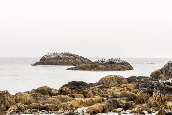 Kejimkujik Ulusal Parkı Nın Sahil Şeridinde Nova Scotia Kanada Sisli — Stok fotoğraf