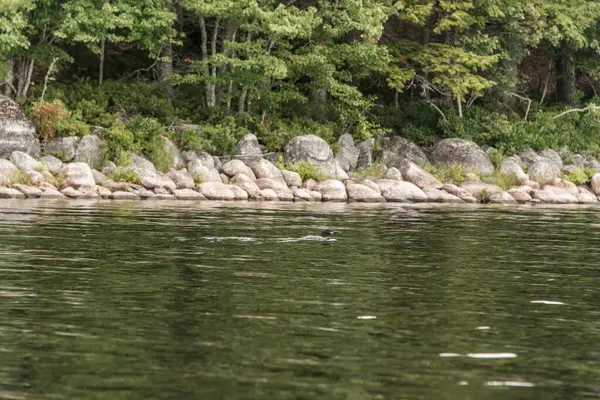 Kejimkujik Ulusal Parkı 'nda sabah sisinde nehir ve adalar kano gezisi Nova Scotia Kanada.