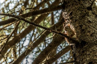 Amerikan kırmızı sincabı Tamiasciurus hudsonicus çam sincabı veya tavuk sincabı La Mauricie Quebec boyunca bir patikada leşir..