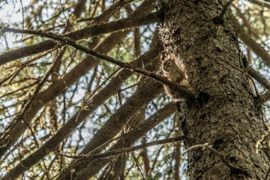 Amerikan kırmızı sincabı Tamiasciurus hudsonicus çam sincabı veya tavuk sincabı La Mauricie Quebec boyunca bir patikada leşir..