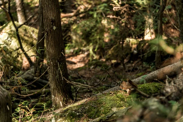 Amerikaanse Rode Eekhoorn Tamiasciurus Hudsonicus Denneneekhoorn Kickaree Aaseters Een Pad — Stockfoto