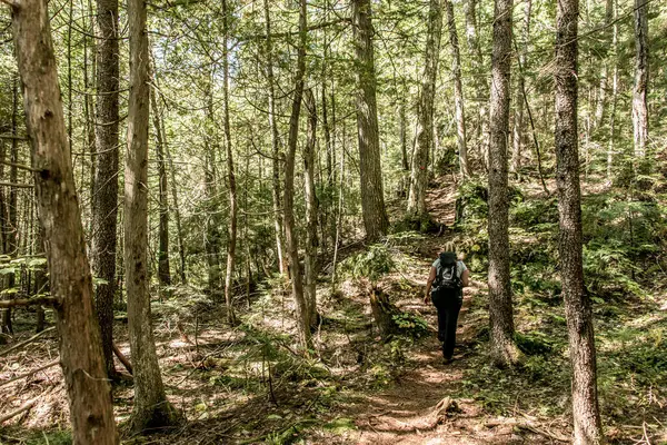 Niña Caminando Bosque Cerca Del Lago Parque Nacional Mauricie Quebec — Foto de Stock