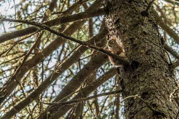 美国红松鼠Tamiasciurus Hudsonicus Pine Squirrel或Chicken Aree Scavenges在穿越魁北克省的小径上 — 图库照片