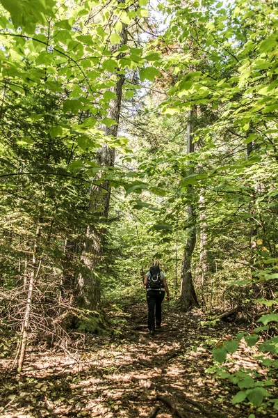 Dziewczyna Piesze Wycieczki Lesie Pobliżu Jeziora Parku Narodowym Mauricie Quebec — Zdjęcie stockowe