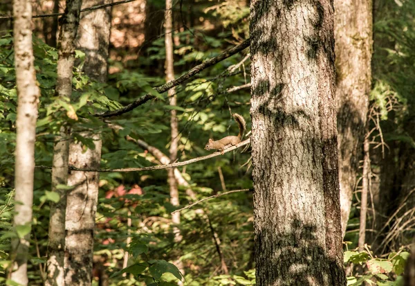 美国红松鼠Tamiasciurus Hudsonicus Pine Squirrel或Chicken Aree Scavenges在穿越魁北克省的小径上 — 图库照片