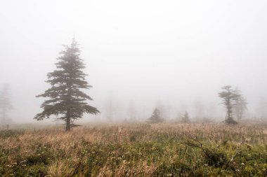 Yağmurdan sonra dağ manzaralı tepe Sis Burnu Breton Highlands Ulusal Parkı Nova Scotia Kanada.
