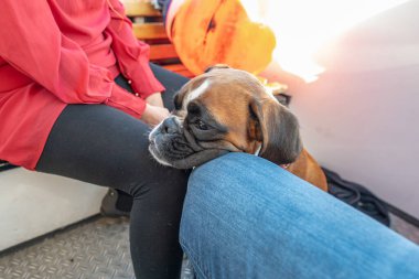 Alman Boksör Köpeği İsveç bayrağıyla Stockholm 'de gezintiye çıktı..