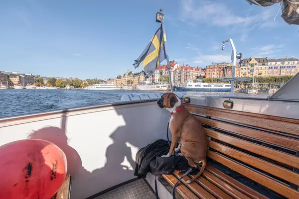 Perro Boxeador Alemán Barco Excursión Con Bandera Suecia Hermosa Gira —  Fotos de Stock