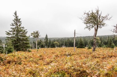 Yağmur sonrası dağ manzaralı patika Yeşil Orman tepesi Cape Breton Highlands Ulusal Parkı Nova Scotia Kanada.