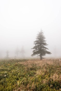 Yağmurdan sonra dağ manzaralı tepe Sis Burnu Breton Highlands Ulusal Parkı Nova Scotia Kanada.
