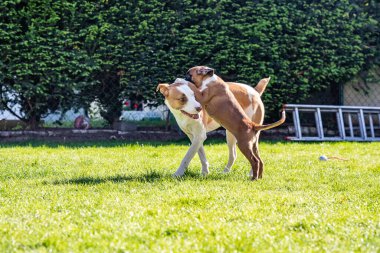 German Boxer dog and a mix dog playing together on the green grass in the garden.