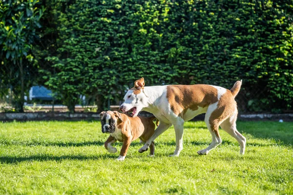 German Boxer Dog Mix Dog Playing Together Green Grass Garden — Photo