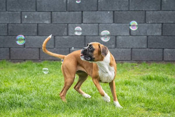 Months Young Purebred Golden German Boxer Dog Puppy Jumping Catching — Stock Photo, Image
