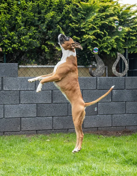 Months Young Purebred Golden German Boxer Dog Puppy Jumping Catching — Stock Photo, Image