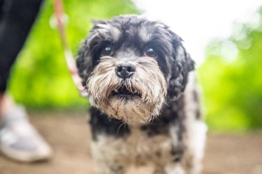 Terrier 'in oturduğu, nefes nefese kaldığı, 9 yaşında, izole edilmiş..