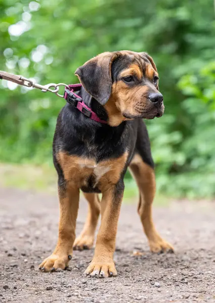 Rottweiler Labrador Mix Filhote Cachorro Guarda Cão Relaxante Livre Cão — Fotografia de Stock