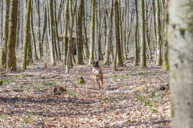 8 aylık genç safkan Alman boksör köpek yavrusu ormanda koşturup duruyor..