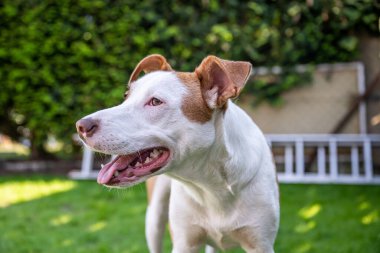 Bahçedeki yeşil otlakta oynayan mutlu beyaz kahverengi köpek..