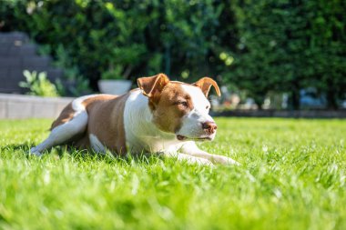 Bahçedeki yeşil otlakta oynayan mutlu beyaz kahverengi köpek..
