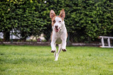 Happy white brown mix dog playing on green gras meadow in the Garden. clipart