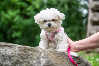 Küçük tatlı beyaz Maltipoo köpek yavrusu doğada yürüyor.