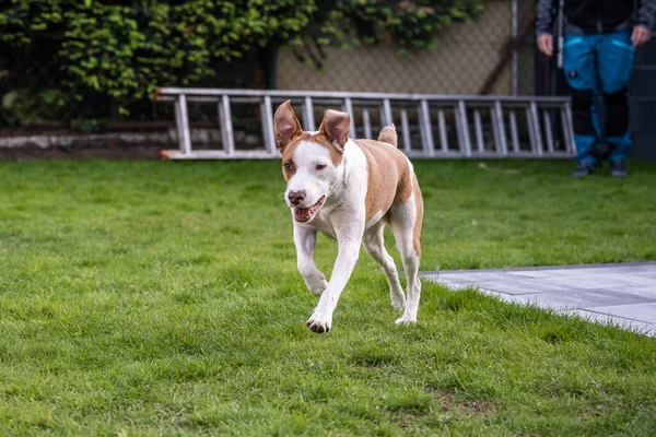 Happy White Brown Mix Hond Spelen Groen Gras Weide Tuin — Stockfoto