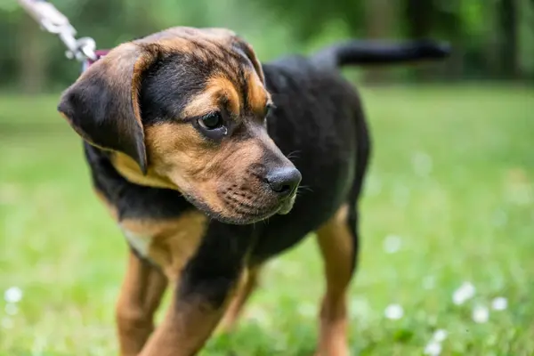 Rottweiler Labrador Mix Puppy Baby Guard Dog Relaxing Outdoors Mixed — Stock Photo, Image