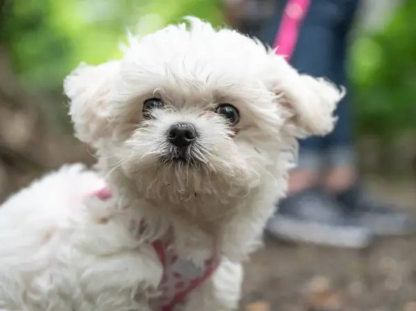 Little Sweet White Maltipoo Puppy Baby Walking Nature — Stock Photo, Image