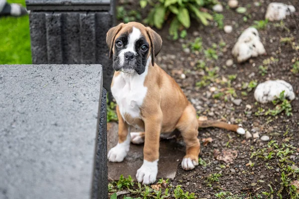 8 weeks young purebred golden puppy german boxer dog exploring nature.