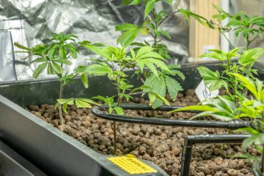 Tıbbi Kenevir Sativa bitkileri içeride ışık altında büyüyor. Laboratuar sistemini kapat. Hafif uyuşturucu ilaç ilaç ilaç tedavisi. Seçici odak noktası