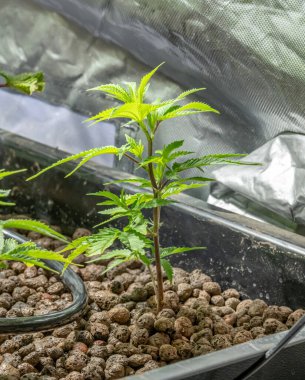 Tıbbi Kenevir Sativa bitkileri içeride ışık altında büyüyor. Laboratuar sistemini kapat. Hafif uyuşturucu ilaç ilaç ilaç tedavisi. Seçici odak noktası