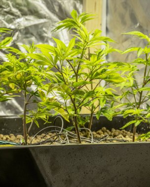 Tıbbi Kenevir Sativa bitkileri içeride ışık altında büyüyor. Laboratuar sistemini kapat. Hafif uyuşturucu ilaç ilaç ilaç tedavisi. Seçici odak noktası