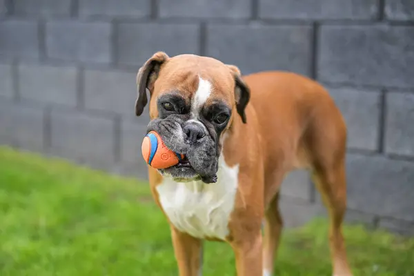 stock image 3 years old purebred golden german boxer dog puppy jumping playing with a ball.