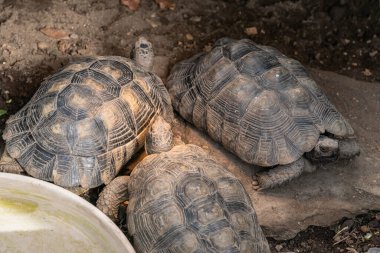 Kaplumbağa Testudo Marginata Avrupa kara kaplumbağası ailesi üç farklı boyda kaplumbağa ve ebeveynler yakın çevreye dizildiler..