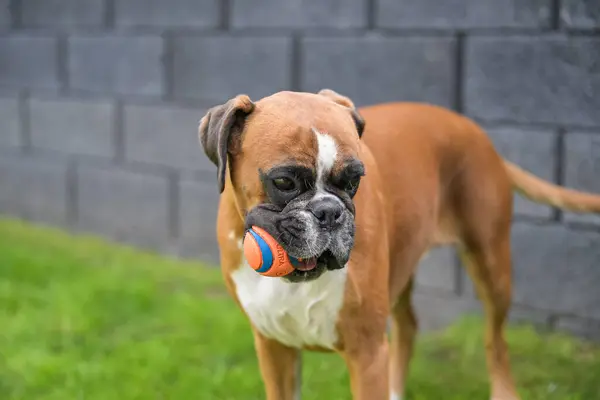 Stock image 3 years old purebred golden german boxer dog puppy jumping playing with a ball.