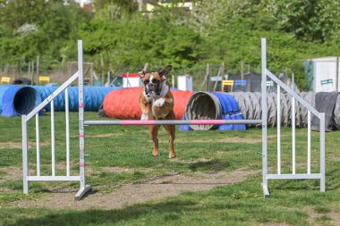 Alman Boksör Safkan Köpek, köpekler için çeviklik, antrenman ve rekabet, engellerin üzerinden atlama, denge rampasını geçme, tünelden geçme, slalom koşma