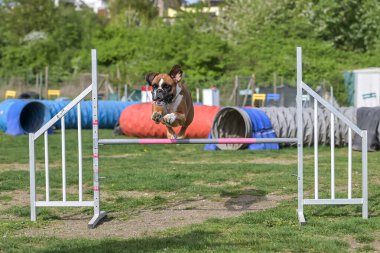 Alman Boksör Safkan Köpek, köpekler için çeviklik, antrenman ve rekabet, engellerin üzerinden atlama, denge rampasını geçme, tünelden geçme, slalom koşma