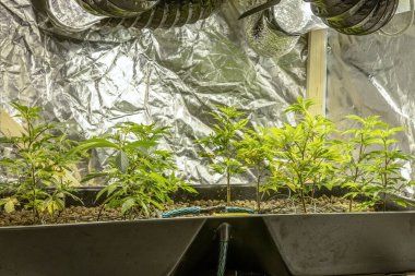 Tıbbi Kenevir Sativa bitkileri içeride ışık altında büyüyor. Laboratuar sistemini kapat. Hafif uyuşturucu ilaç ilaç ilaç tedavisi. Seçici odak noktası