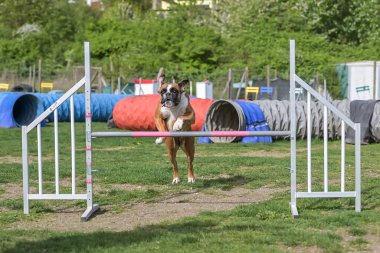 Alman Boksör Safkan Köpek, köpekler için çeviklik, antrenman ve rekabet, engellerin üzerinden atlama, denge rampasını geçme, tünelden geçme, slalom koşma