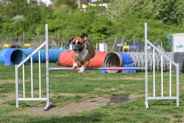Alman Boksör Safkan Köpek, köpekler için çeviklik, antrenman ve rekabet, engellerin üzerinden atlama, denge rampasını geçme, tünelden geçme, slalom koşma
