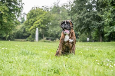 Güzel 3 yaşında safkan altın sarısı Alman boksör köpek yavrusu zıplayarak açık havada atış yapıyor..
