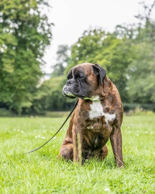 Güzel 3 yaşında safkan altın sarısı Alman boksör köpek yavrusu zıplayarak açık havada atış yapıyor..