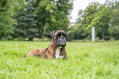 Güzel 3 yaşında safkan altın sarısı Alman boksör köpek yavrusu zıplayarak açık havada atış yapıyor..