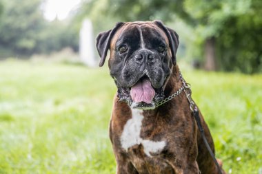 Güzel 3 yaşında safkan altın sarısı Alman boksör köpek yavrusu zıplayarak açık havada atış yapıyor..